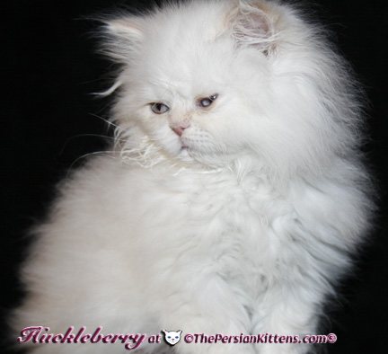 persian kittens