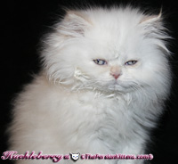 cream point persian kitten