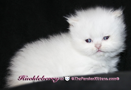 persian kittens