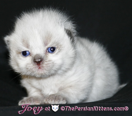 persian kittens