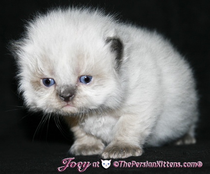 persian kittens