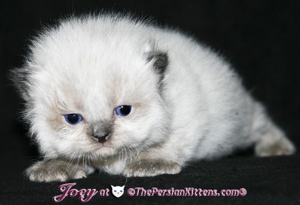 persian kittens