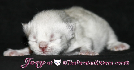 persian kittens