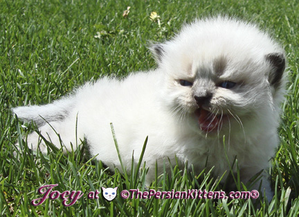 persian kittens