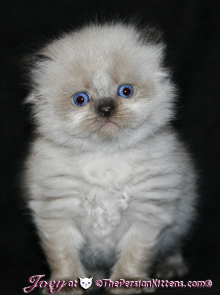 persian kittens