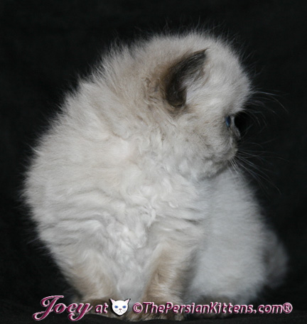 persian kittens