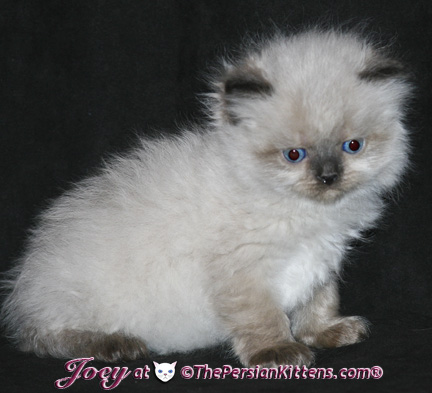 persian kittens