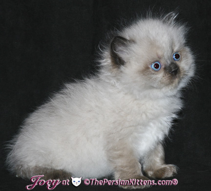 persian kittens