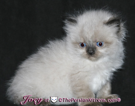 persian kittens