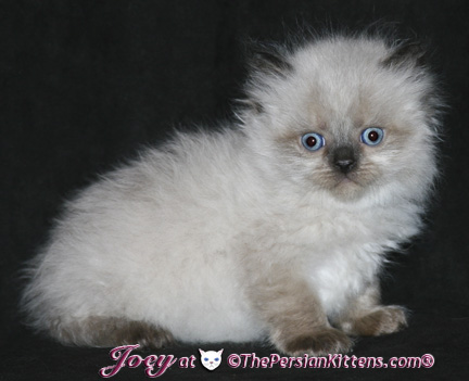 persian kittens