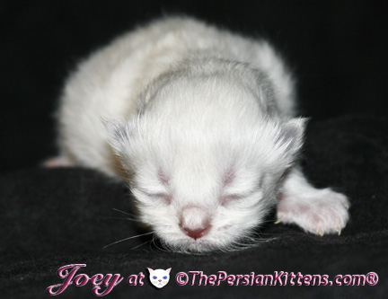 persian kittens