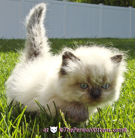 persian kittens
