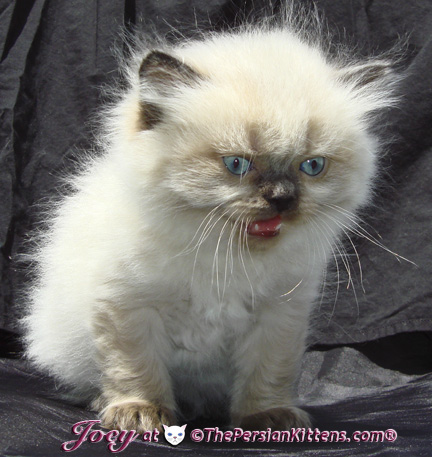 persian kittens