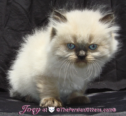 persian kittens