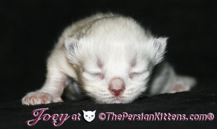 persian kittens