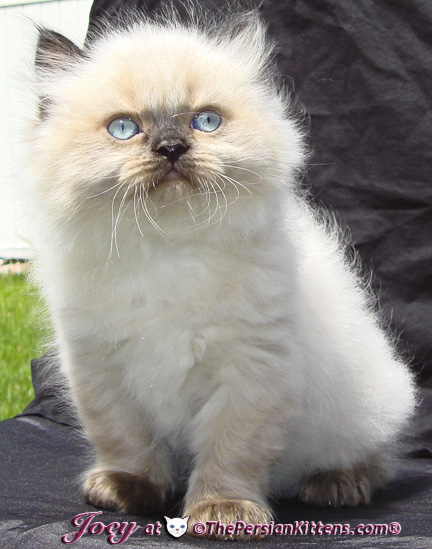 persian kittens