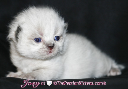 persian kittens