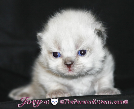 persian kittens
