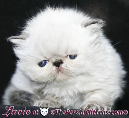 persian kitten