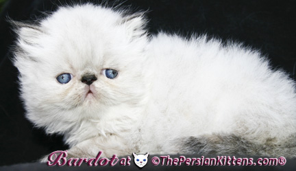 persian kitten