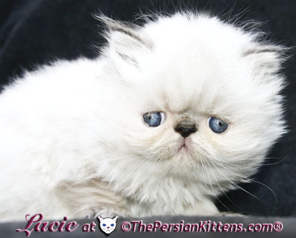 persian kitten