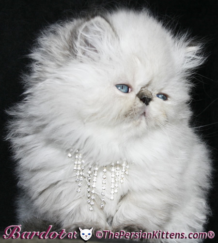 persian kitten