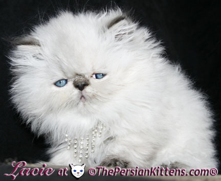 persian kitten