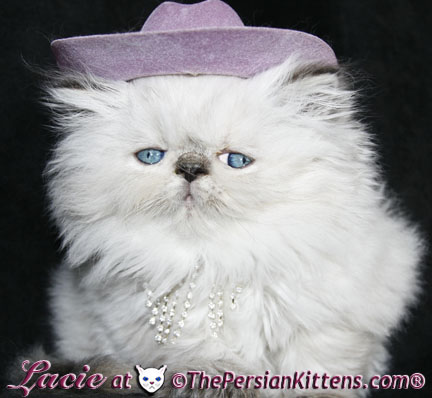 persian kitten