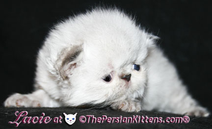 persian kitten