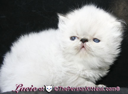 persian kitten
