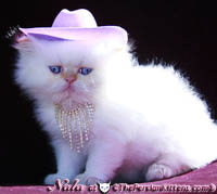 cream point persian himalayan