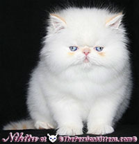 cream point persian himalayan