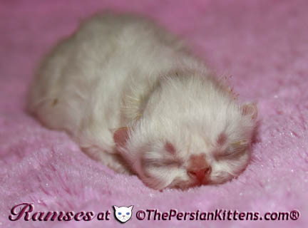 persian kittens
