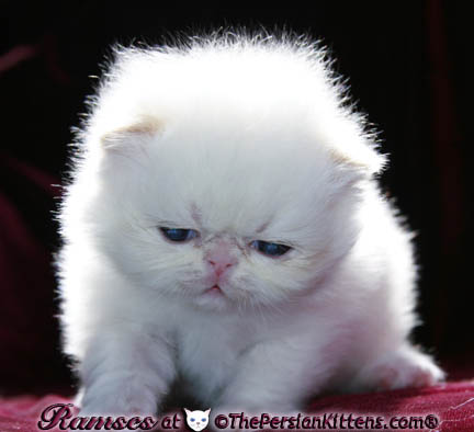 persian kittens