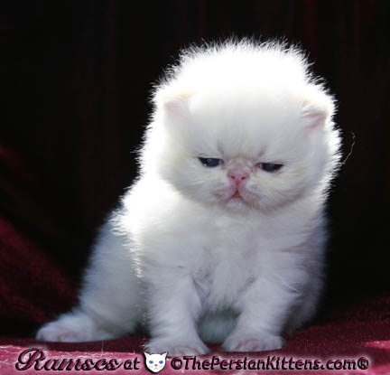 persian kittens
