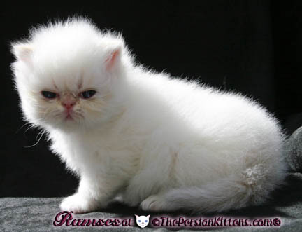persian kittens