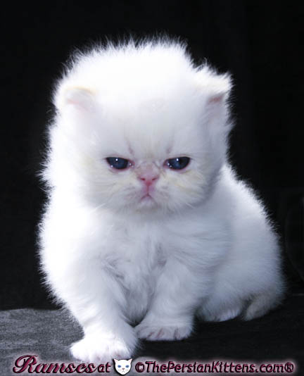 persian kittens
