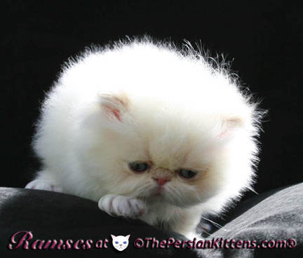 persian kittens