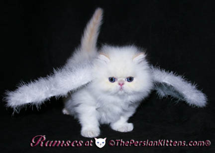persian kittens