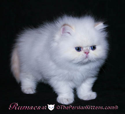 persian kittens