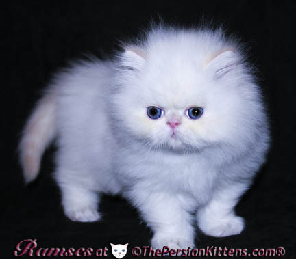 persian kittens