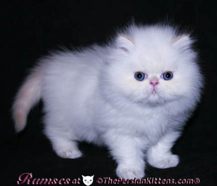 persian kittens