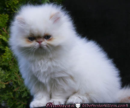 persian kittens