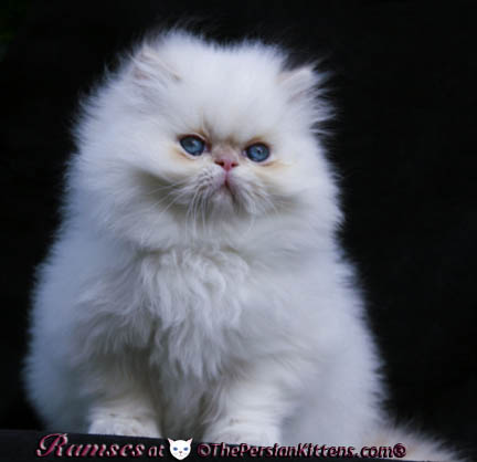 persian kittens