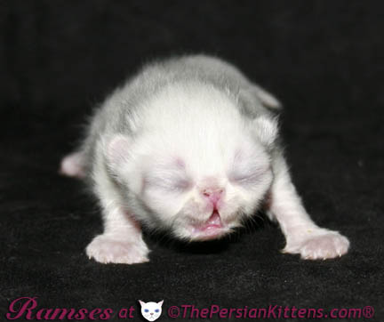 persian kittens