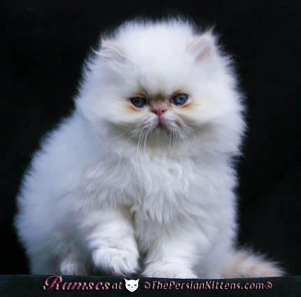 persian kittens