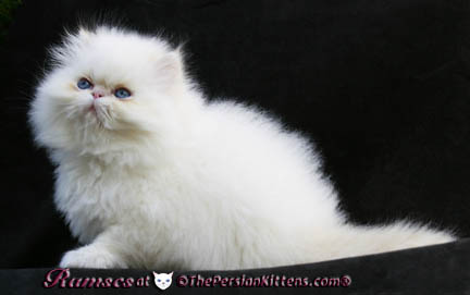 picture of persian kitten