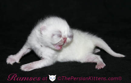 persian kittens