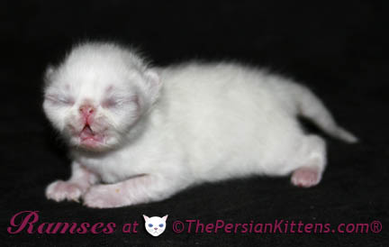 persian kittens