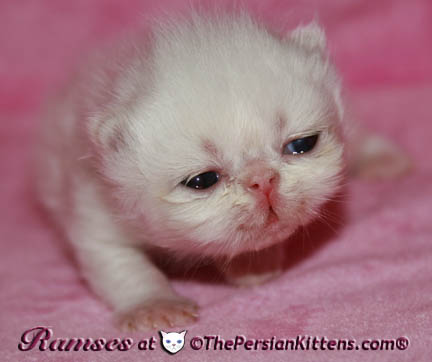 persian kittens